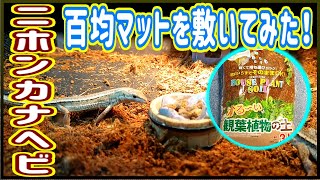 カナヘビ水槽の床材にヤシガラマットを敷いてみた❗【爬虫類・ニホンカナヘビ・飼育】