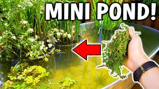 Your Outdoor MINI POND NEEDS This! Easy Deck Pond Completed | POND SEASON 3