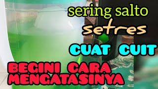 cara mengatasi jalak lg stres,salto,cuat cuit saja