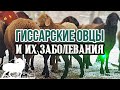 Гиссарские овцы и их заболевания