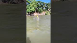 Pesca de dorados en río parana, Argentina.