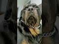 Ajj kudi menu kalu keh gayi😝😑 ||Austin The Rottweiler|| #shorts #rottweiler #dogvideos #funny