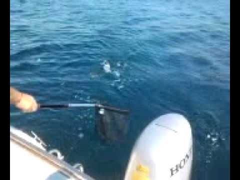 pesca a traina con artificiale