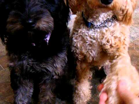 Indy and Shiloh, Shiloh tries some tricks (Spoodle...