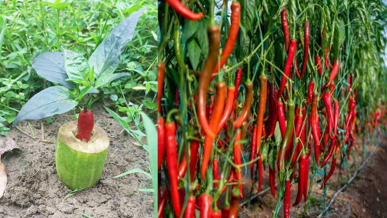 How to grow chilli papper tree with cucumber, propagate chilli tree ...
