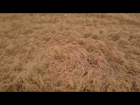 Cley Hill CROP CIRCLE 14.8.2018 SUPERLONG EDIT 4K