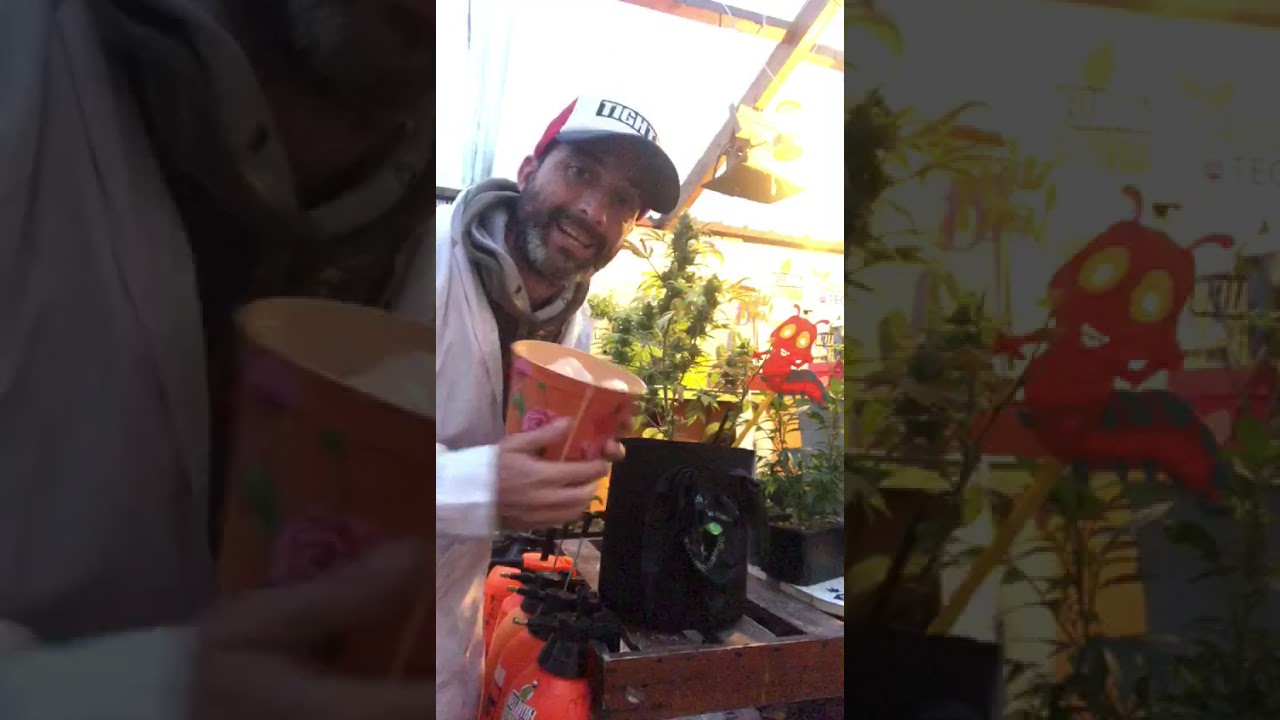 METODO ICE TRICOMA (Para liberar más resina)