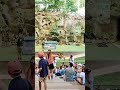 #birdshow #cebusafari #freeflight #sunconures 04-09-2026 afternoon show