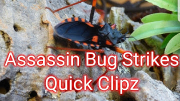 Assassin Bug take down #assassinbug #assassin #short #takedown #insectwars
