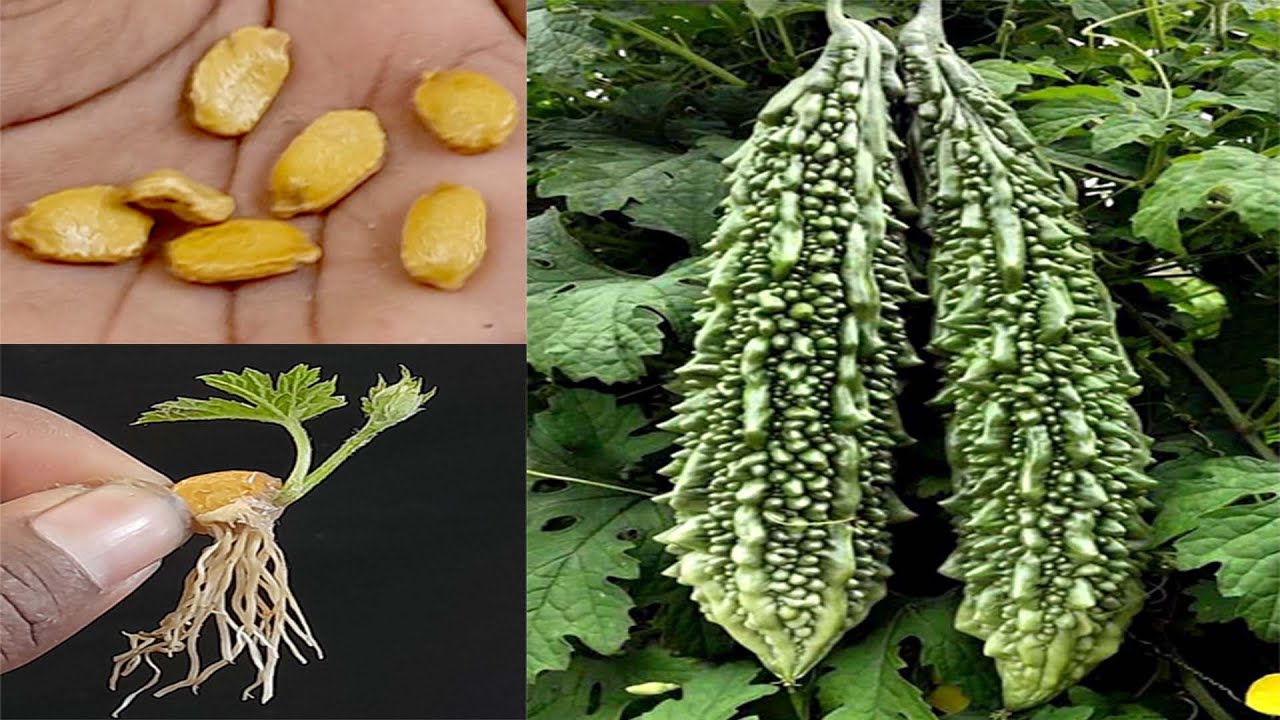 Fastest Way To Grow Bitter Gourd From Seeds How To Grow Karela At