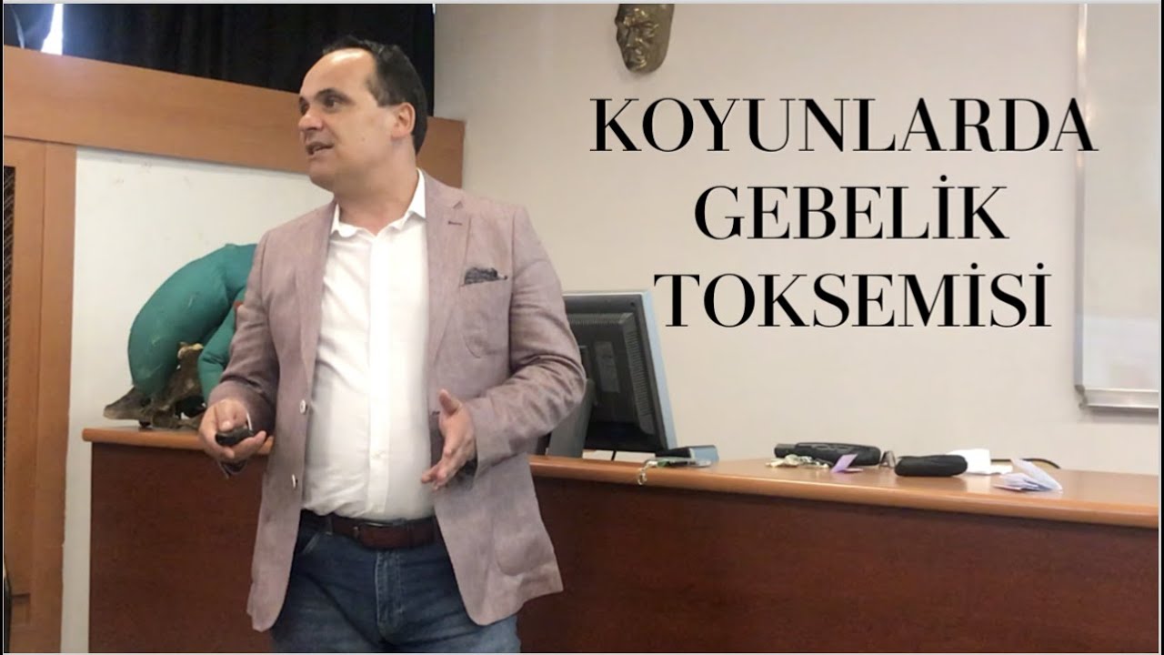 Koyunlarda Gebelik Toksemisi | Prof. Dr. Ayhan Baştan