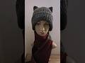 Demo: how the ears of a cat beanie pop out #knitting #handmade #CatBeanie #MorganVonYarn