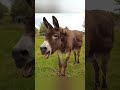 حمار يضحك للمونتاج 