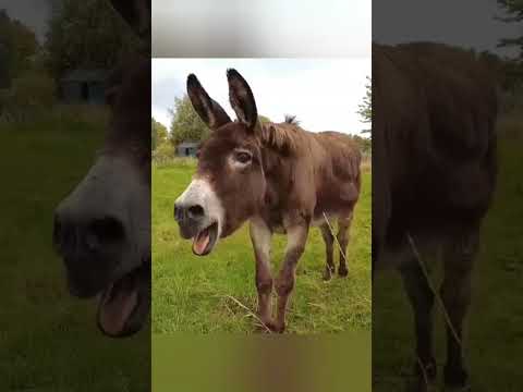 حمار يضحك للمونتاج 