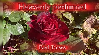 Most fragrant red rose 🌹 4 Best red roses 🌹 Dark Desire | Pure Poetry 🌹 