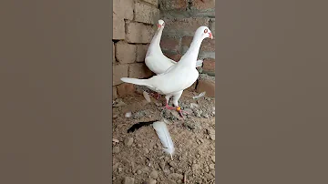 Mari Jan Bird Kabutar Beauti Short 