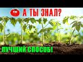 Посадка ПОМИДОР в открытый грунт!!! 🍅