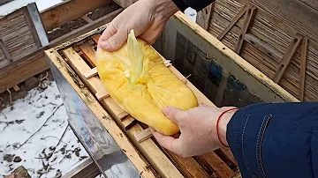 Подкормка пчёл мёдом зимой. Зимняя подкормка слабых семей и отводков пчел. Мед в пакетах зимой
