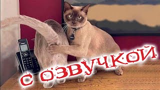 Приколы с котами С ОЗВУЧКОЙ! Смешные животные 2022! ТЕСТ НА ПСИХИКУ