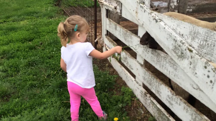 Me when I was little feeding sheep