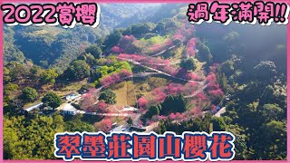 2022 桃園復興翠墨莊園緋紅山櫻花盛開I 127拍攝約開6成 I ... 