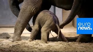 Elefantengeburt Es Ist Ein Mädchen