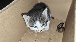 The newborn baby cat was abandoned and was found by a sanitation worker. Cat: Can I still live? [Ba