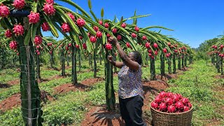 Inside This Dragon Fruit Farm | Reaping Big In 2026! Inside A Dragon Fruit