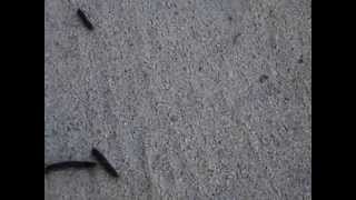 White-Lined Sphinx Moth Caterpillar