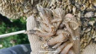 Barnacle ASMR - My daily work at sea (episode 234 )