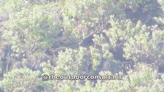 Giant rusa stag walks into bush following his hind