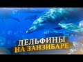 ЗАНЗИБАР 2021 \ Где поплавать с дельфинами \ Пещера Kuza \ Лес Jozani