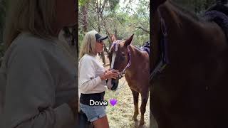Meet The Pony Express Herd