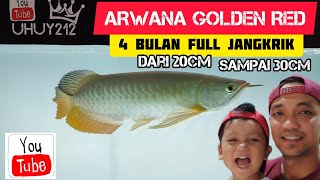 GOLDEN RED HIGHBACK ARWANA | 4 MONTHS EATING CRICKETS