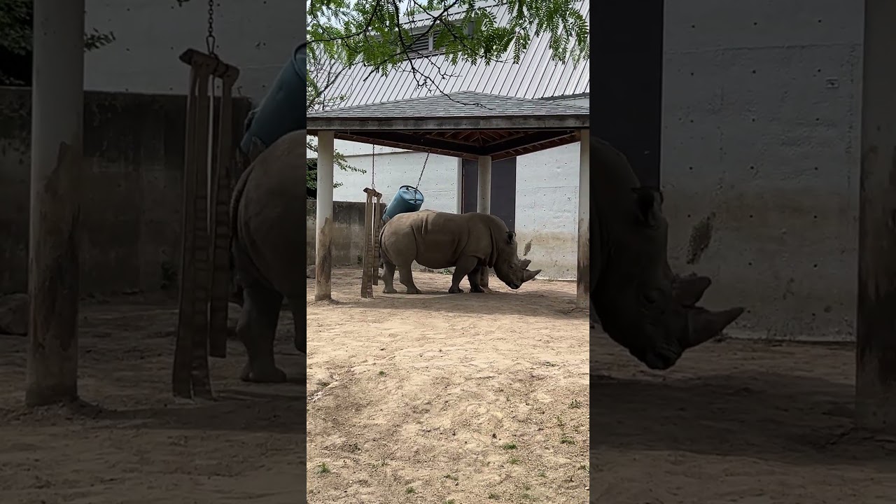Watching a rhino have some fun!