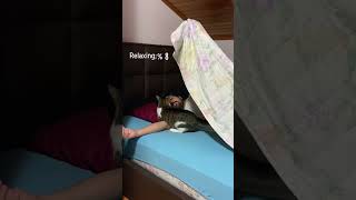 Kedi Ile Uyumak Tarif Edilemez