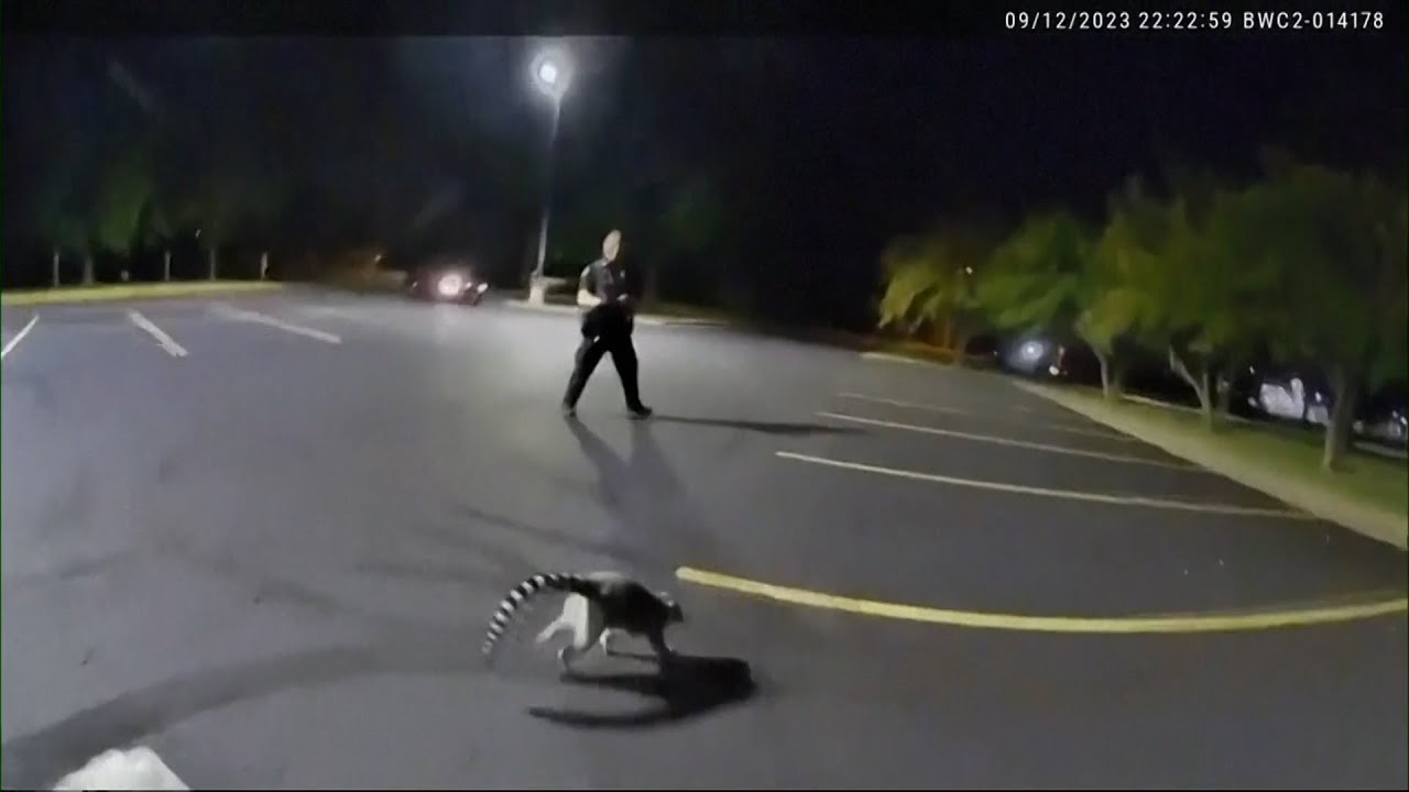 Lemur on the loose! Police in Missouri sprint to contain the escaped animal