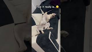 Owning A Labrador Retriever Expectations Vs Reality