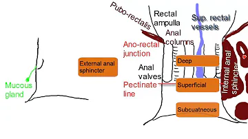 Anal Canal - Simplified Anatomy