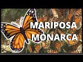 El Increíble Viaje de la Mariposa Monarca | Documental | Todos Sabios