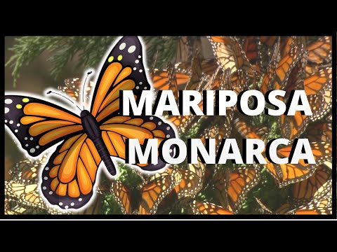 Video: Mariposa monarca Danaid: descripción, carácter y hábitat