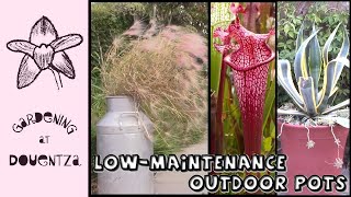 Low Maintenance Garden or Patio Pot Plants || Quick & Easy Guide