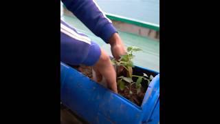 tomatoes #planting #cropcare #cropanalytics #cropmanagement #crop
