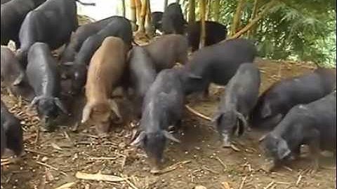 Du lịch Đèo Gió Xín Mần