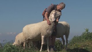 Leidenschaft Schafzucht