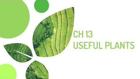 Class II EVS CH13 USEFUL PLANTS (1)