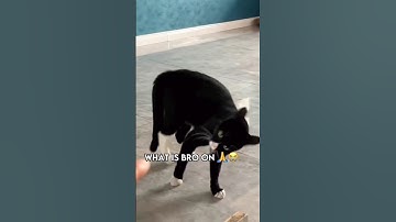 when the catnip is too strong 😂😂 #cat #funncats #gato #chat