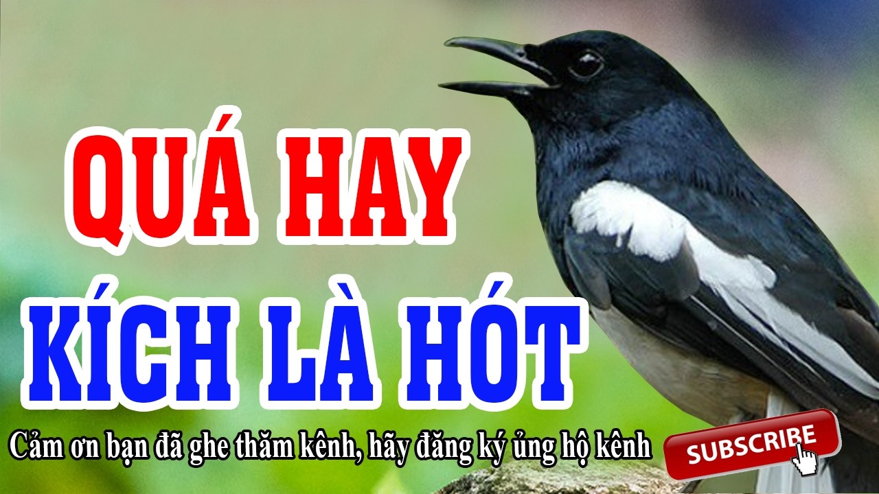 Chòe Than Hót Đấu Căng Lửa – Dân Chơi Chim Không Thể Bỏ Qua