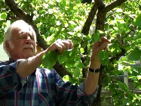 Videó: Körtefa gyümölcsritkítása – Mikor és hogyan ritkítsuk a körte gyümölcsét
