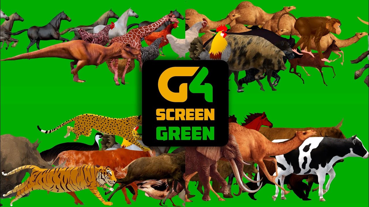 Animal Running Walking With Sound Effect Animal Stampede Crossing